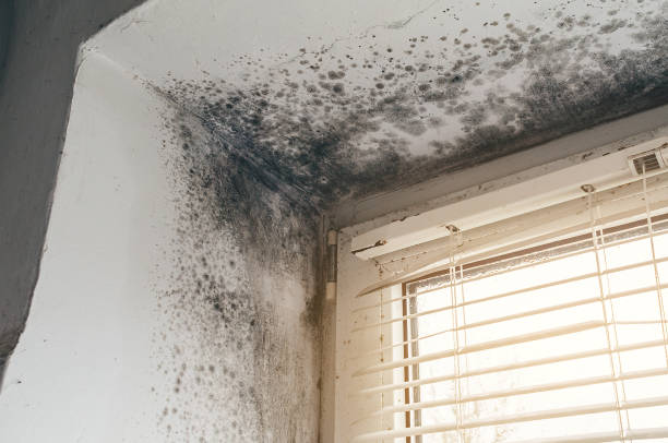 Trusted Black Mold Removal service in Red Bank, TN - Cheap Mold Removal